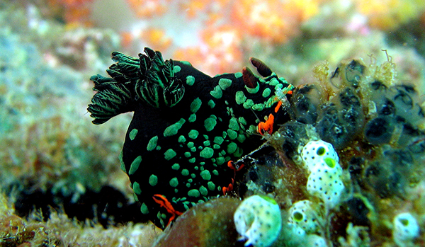 Nudibranch